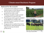 Climate-smart Brachiaria Program