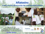 Aflatoxins: a food security threat across the crop-livestock interface