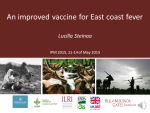 An improved vaccine for East coast fever