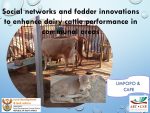 Social networks and fodder innovations to enhance dairy cattle performance in communal areas